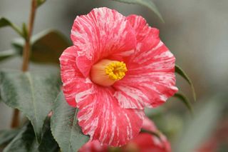a close-up of the Camellia flower