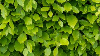green beech hedge leaves
