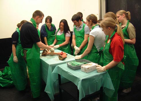 Equine veterinary nurses in training