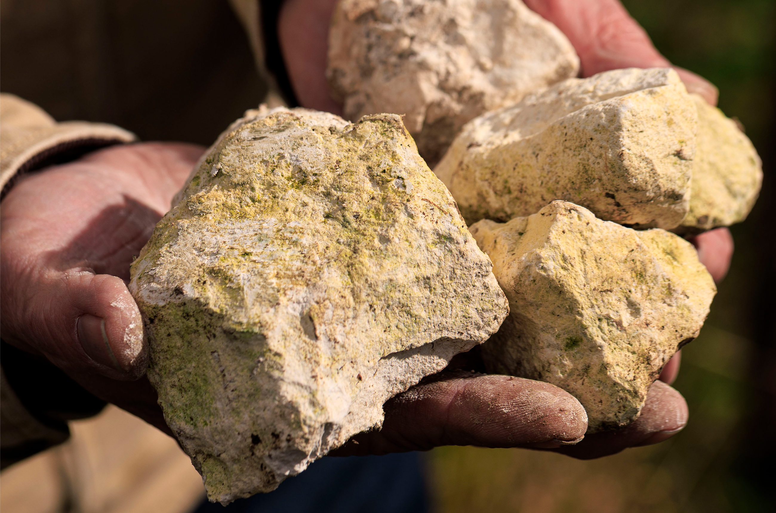 A hand holding some pieces of white-yellow stone