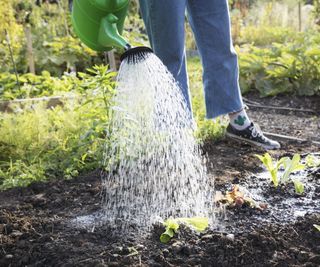 Watering beds