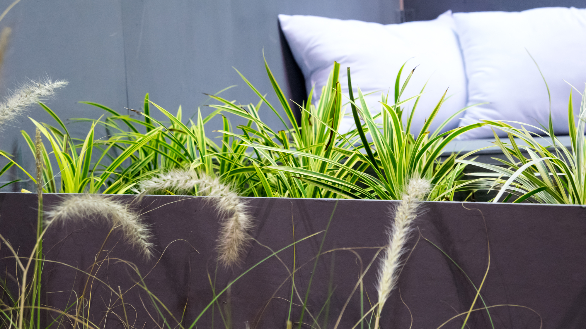 grass and carex growing in planter box on sunny patio