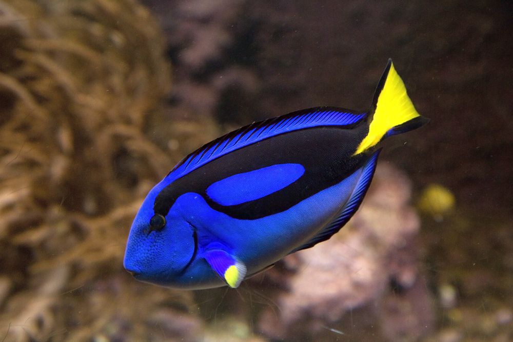 regal blue tang