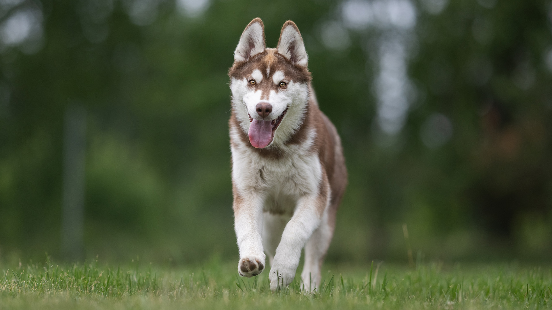 Siberian Husky running towards camera