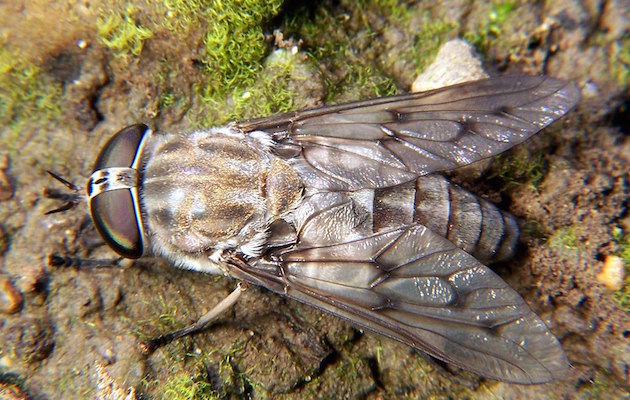 Horsefly.jpg