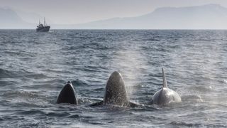 Three orcas eat herring at the surface with a whale watching boat in the background.