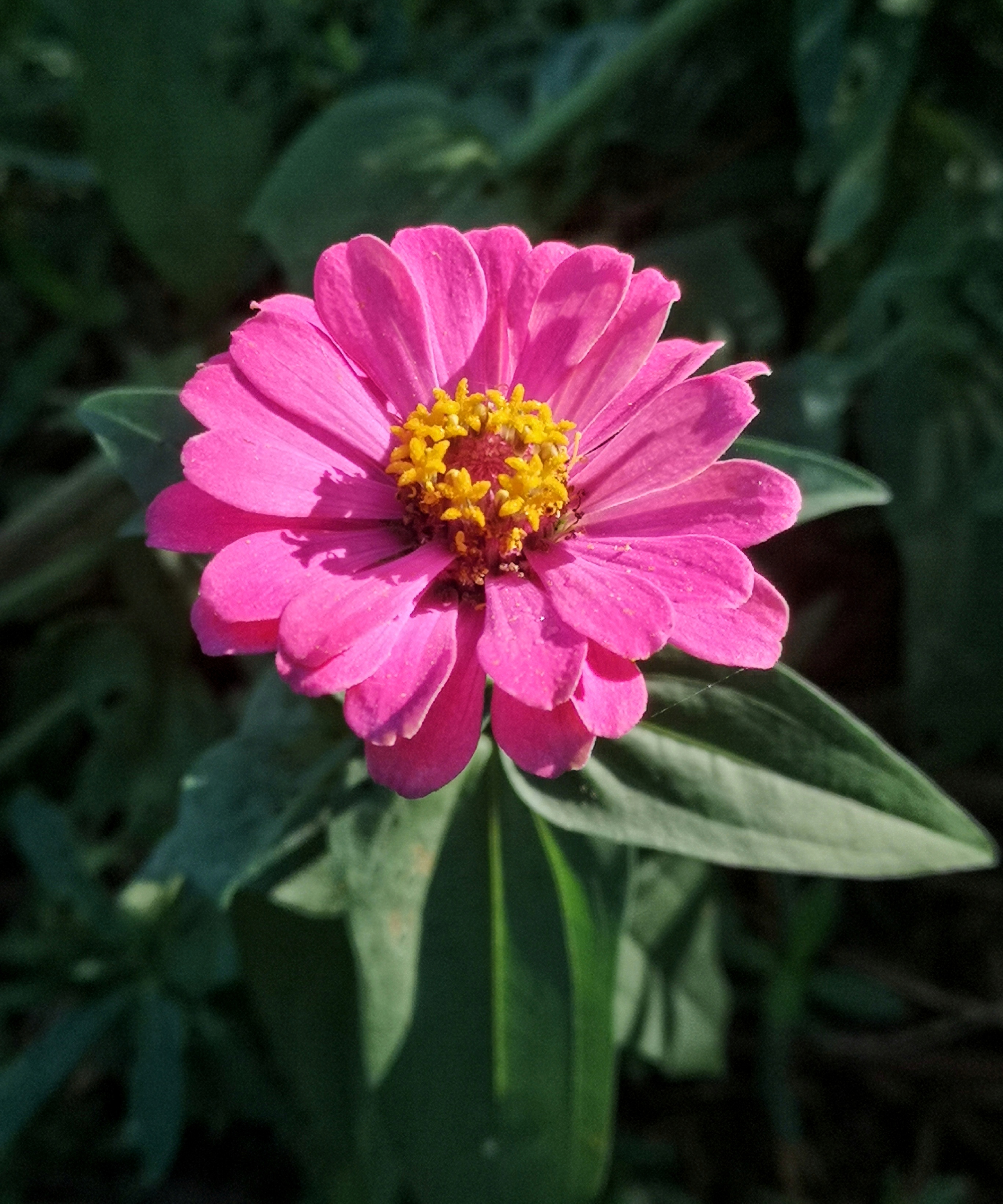 pink zinnia flower in the sunshine
