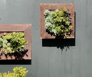 Living wall with frames planted with succulents