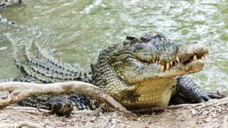 Close up of saltwater crocodile as it emerges from water with a toothy grin. The crocodile’s skin colorings and pattern camoflage the animal in the wild.