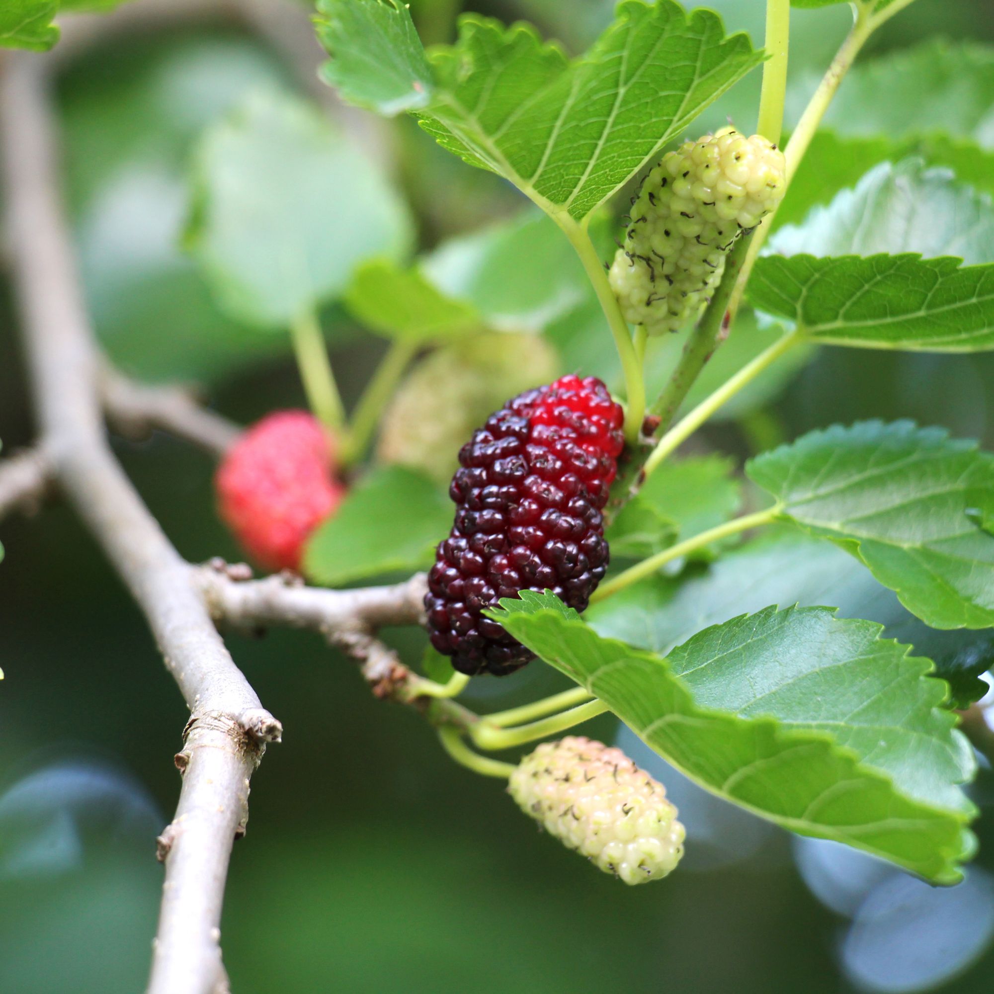 Ripening mulberries on mulberry tree