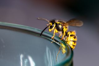 Wasp on glass
