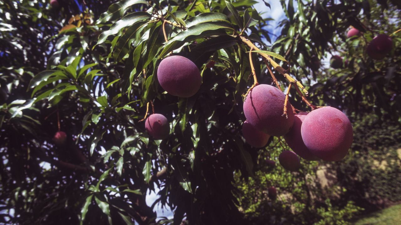 Ripe mangoes on a mango tree