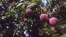 Ripe mangoes on a mango tree