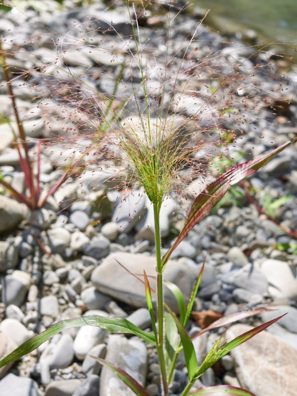 Witchgrass Weeds Growing Up From Rocky Ground