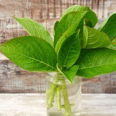 propagating hydrangea cuttings in water