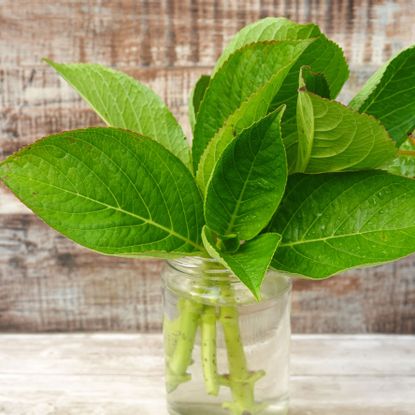 propagating hydrangea cuttings in water