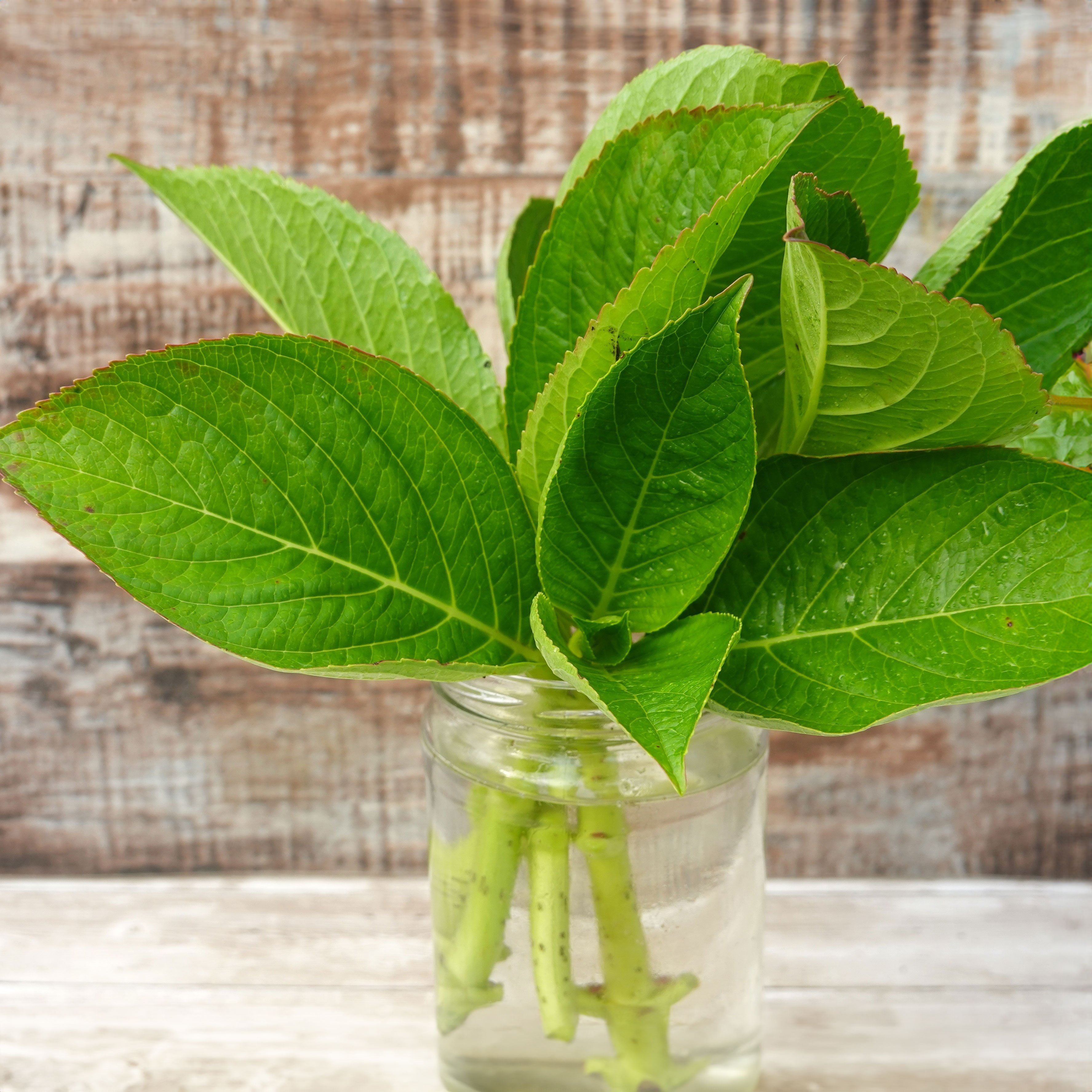 propagating hydrangea cuttings in water