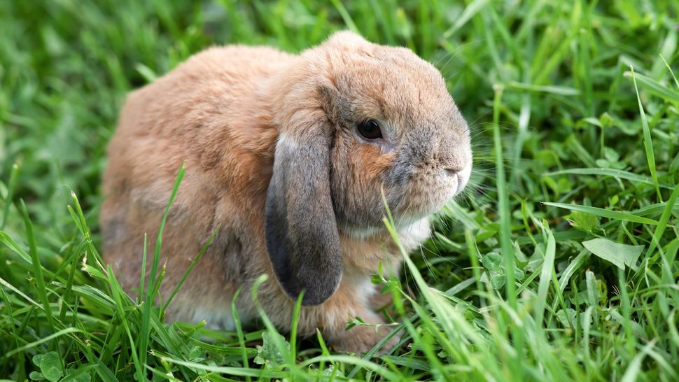 Everything you need to know about longhaired rabbit breeds and how to ...