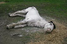 dead-horse.JPG