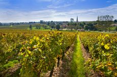 Sauternes 2019 wines