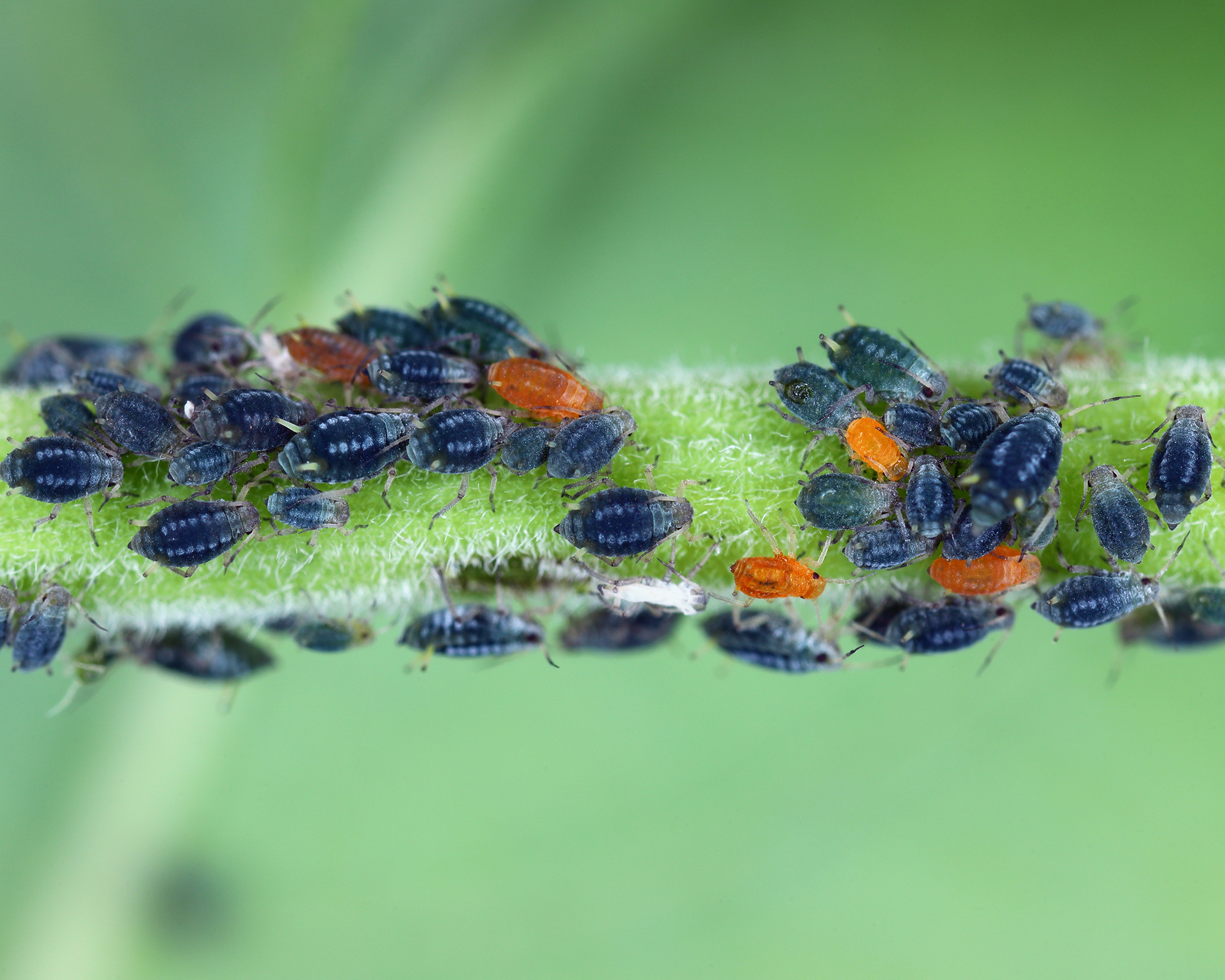 Aphids on tomato stem