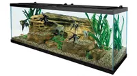 Best fish tanks: Tetra 55 Gallon Aquarium Kit