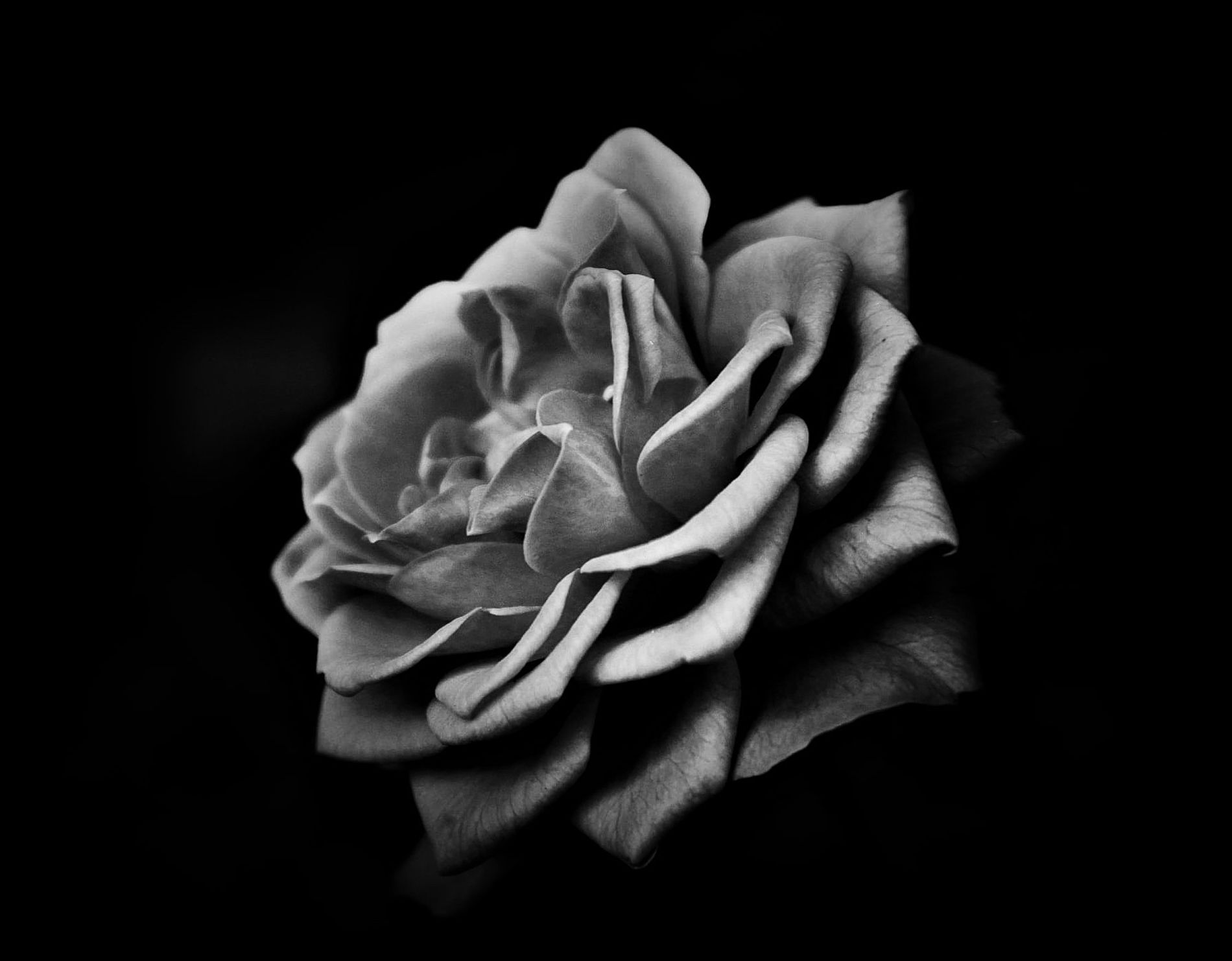 GuruShots - Powerful Black & White Jan 26