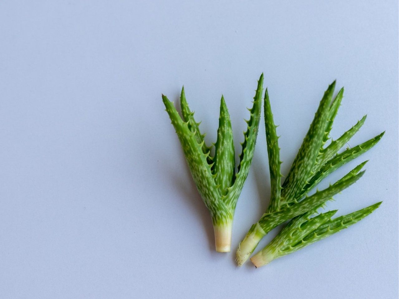 Three aloe cuttings on a blue background