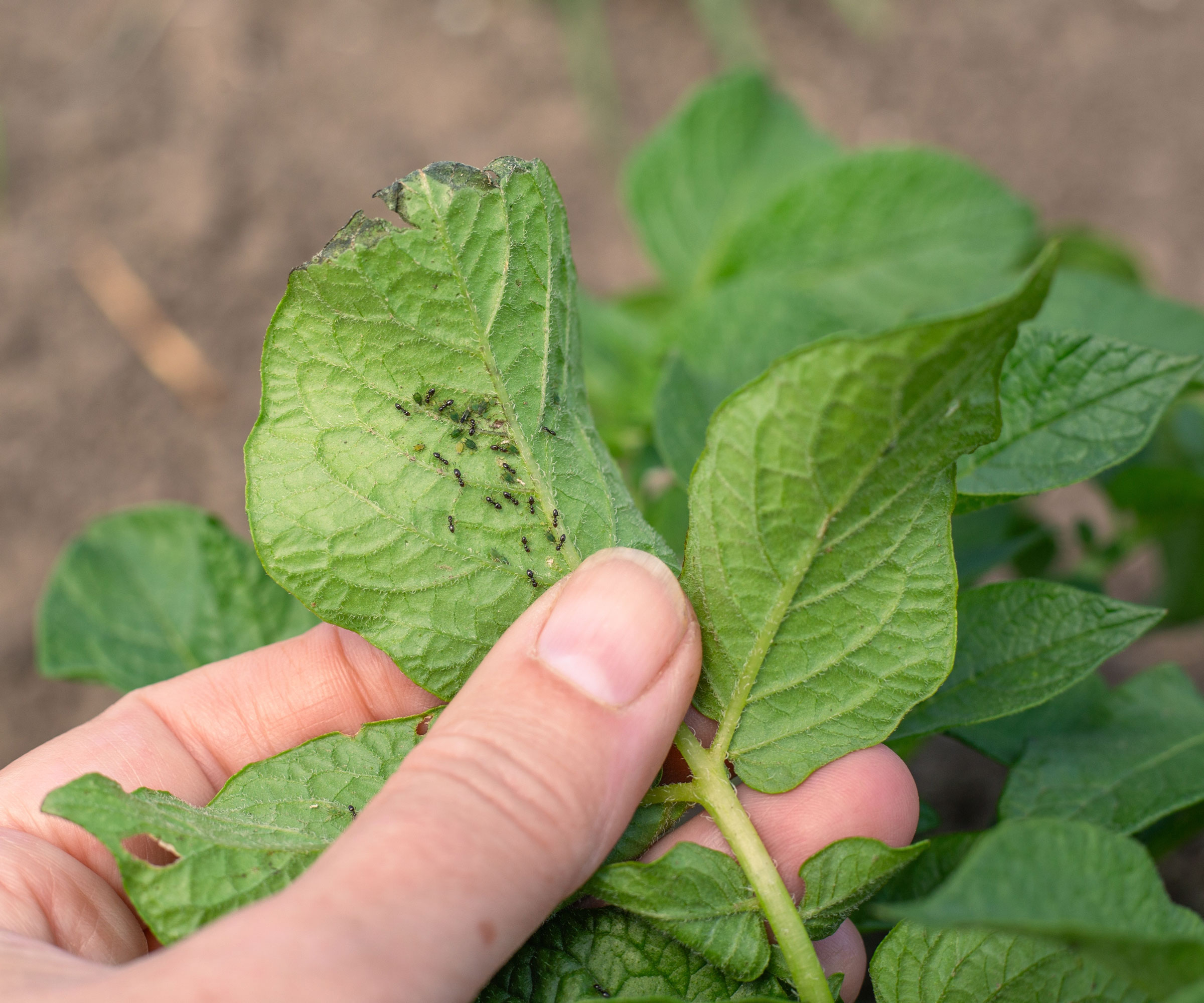 aphids on potato leaf