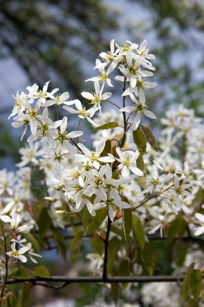 zone 5 flowering tree