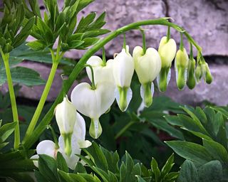 white bleeding hearts 'Alba' growing in spring
