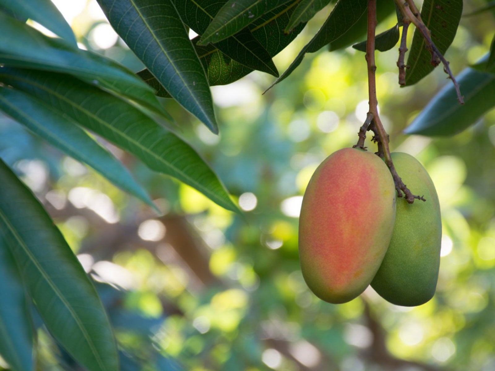 Mango Tree Care - How Do You Grow A Mango Tree