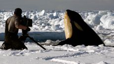 A cameraman films a killer whale on the Antarctic sea-ice. Taken on location for BBC's 'Frozen Planet' series, 2010.