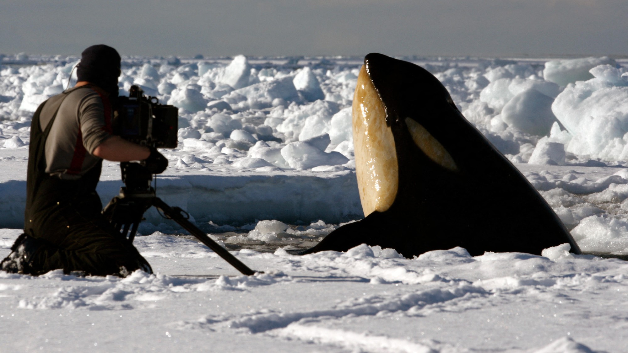 A cameraman films a killer whale on the Antarctic sea-ice. Taken on location for BBC's 'Frozen Planet' series, 2010.