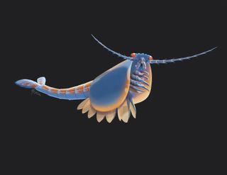 ancient shrimp-like creature