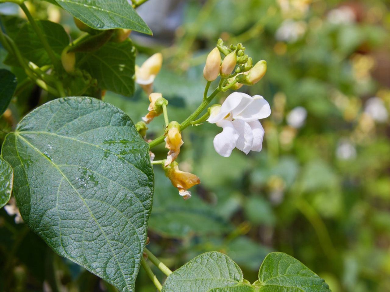 Single Flower Bloomed On Bean Plant