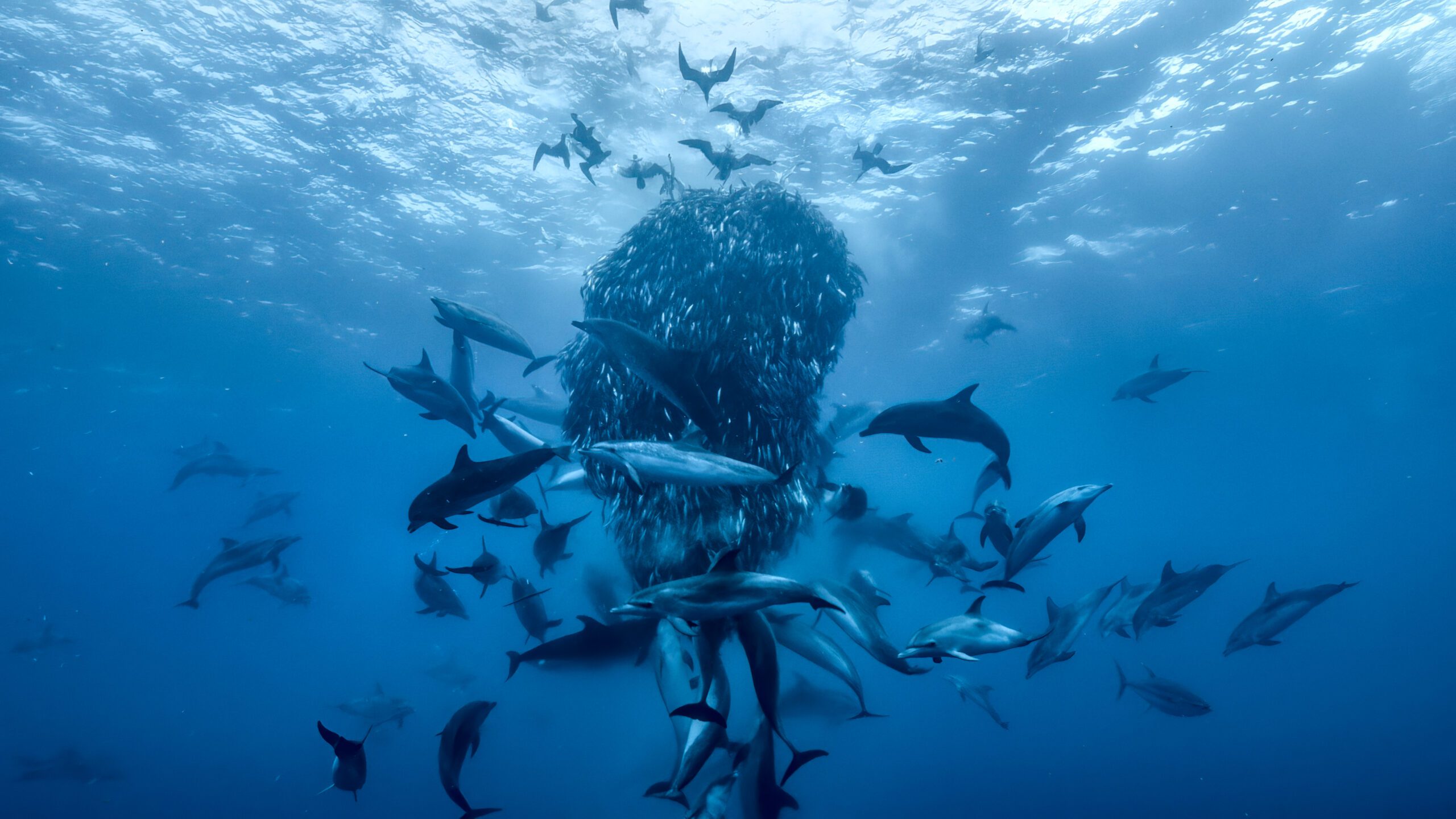 Ocean with David Attenborough. Doug Anderson © Silverback Films and Open Planet Studios