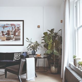 A white living room with white floor-length curtains, large houseplants and a black velvet sofa