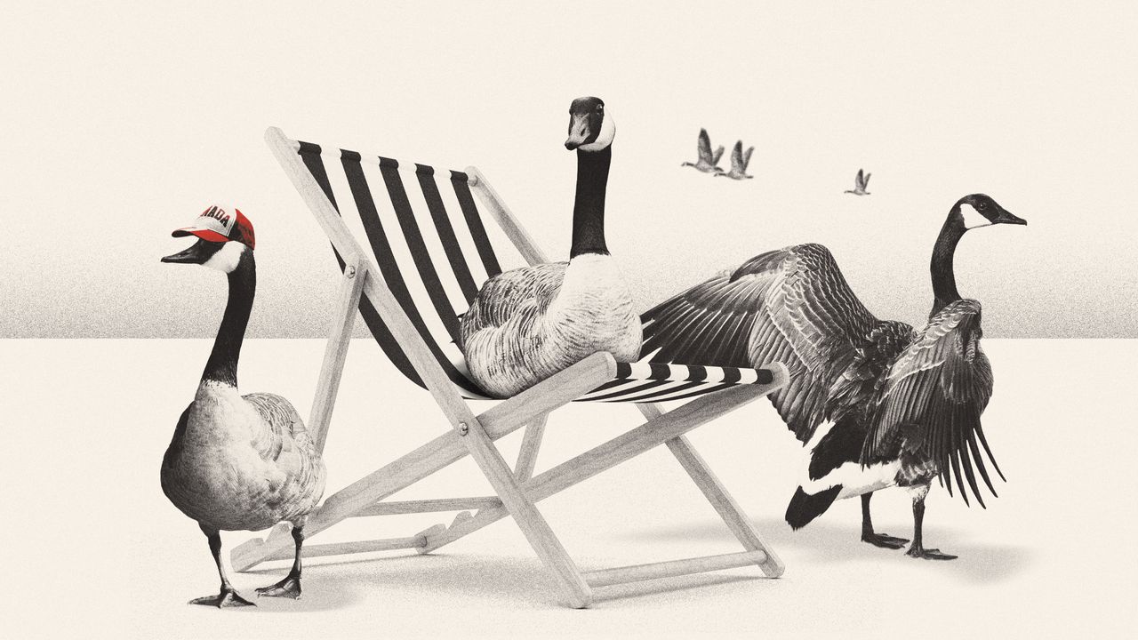 Illustration of Canadian geese on a deckchair