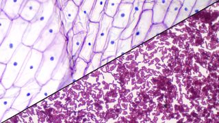 eukaryotic plant cell under microscope