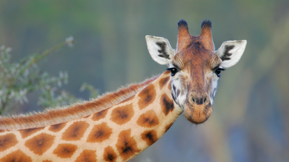 Rothschilds giraffe facing the camera with it's neck extended.