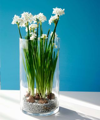 paperwhites growing in a vase with small pebbles on blue background