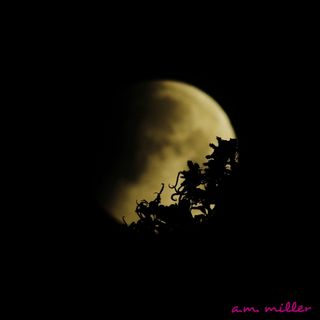 A partial lunar eclipse slips behind trees in this predawn view from Fort Lauderdale, Florida captured by skywatcher A.M. Miller early on April 4, 2015. A total lunar eclipse was visible at other locations on Earth.