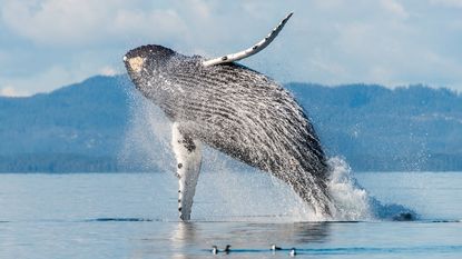 A humpback whale breaching.