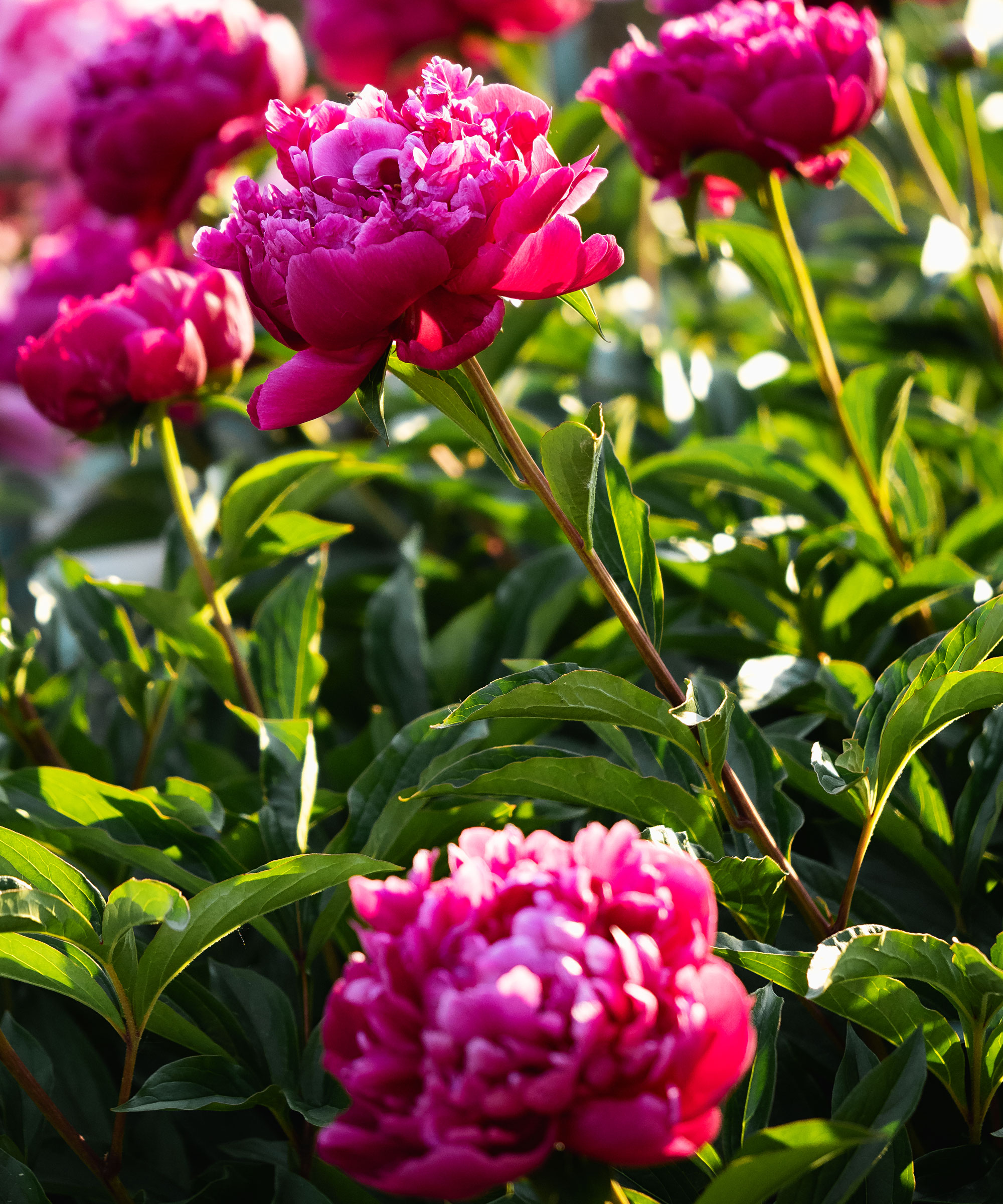 cottage garden pink peonies growing in backyard