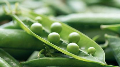 round peas in up close green pea pod 