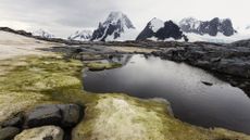 A photo of an Antarctic lake, with some mossy vegetation on the ground and snowy mountains in the background