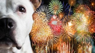 Close up of half a dog&#039;s nervous face with fireworks in the background