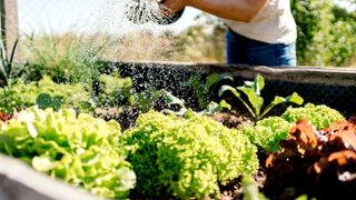 Close up of a women watering vegetables in a raised bed