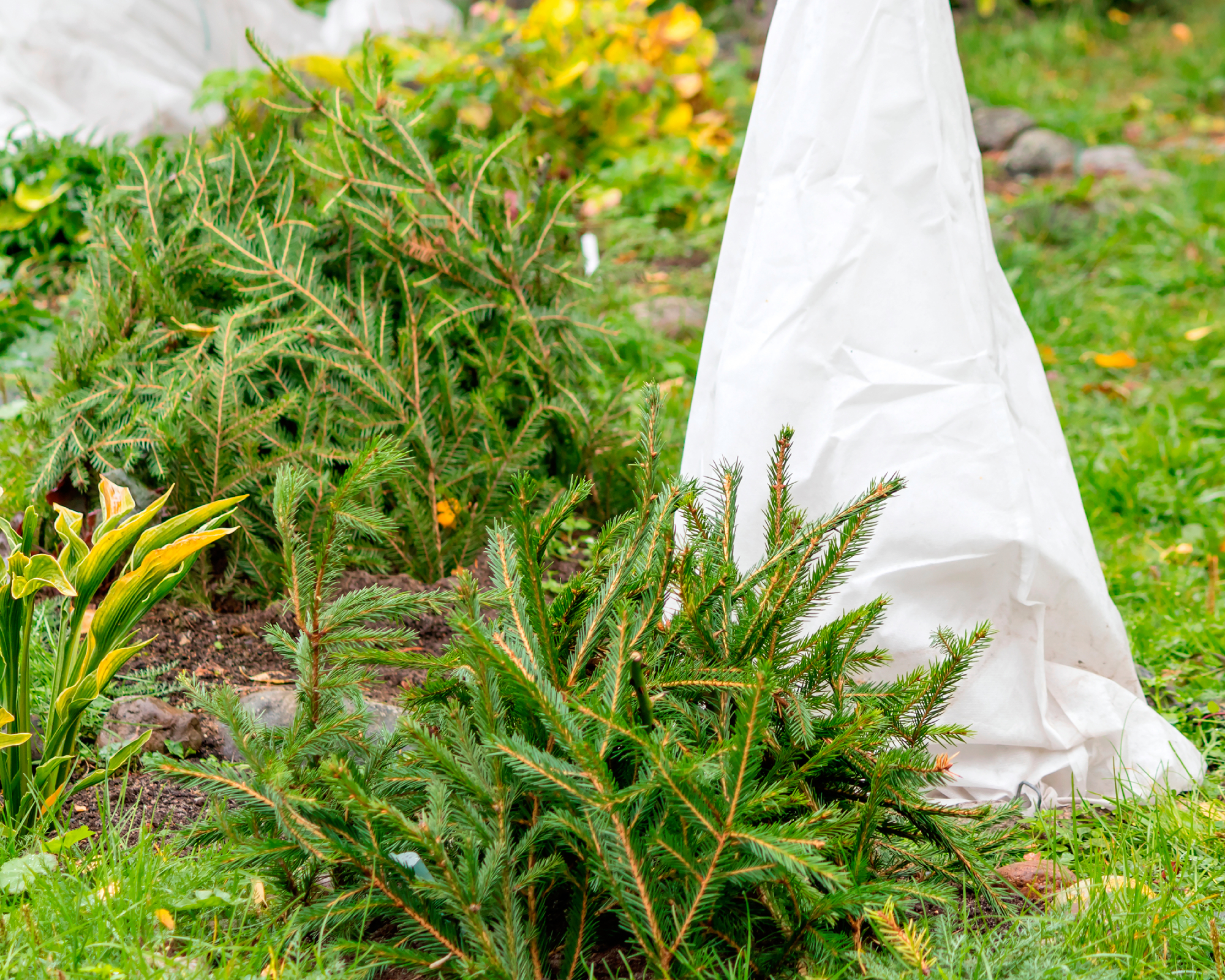 pine branches covering plants in winter
